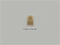 藏品(夜蛾科)的圖片